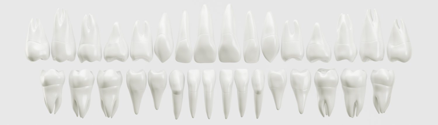 Vollständiges Gebiss — alle Zahnformen in 3D