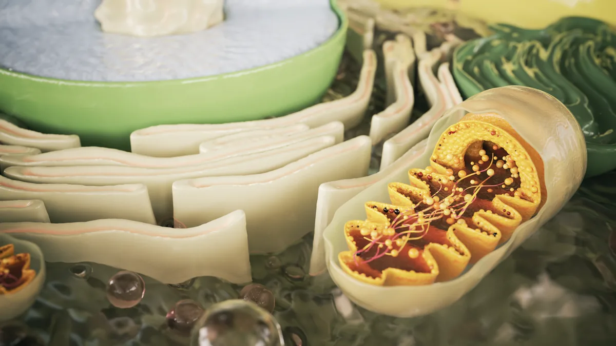 Zellorganelle — Mitochondrien-Visualisierung, veröffentlicht beim DKFZ